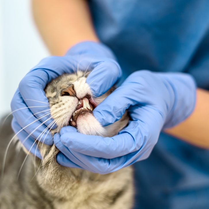 iStock 1358049036 (1)